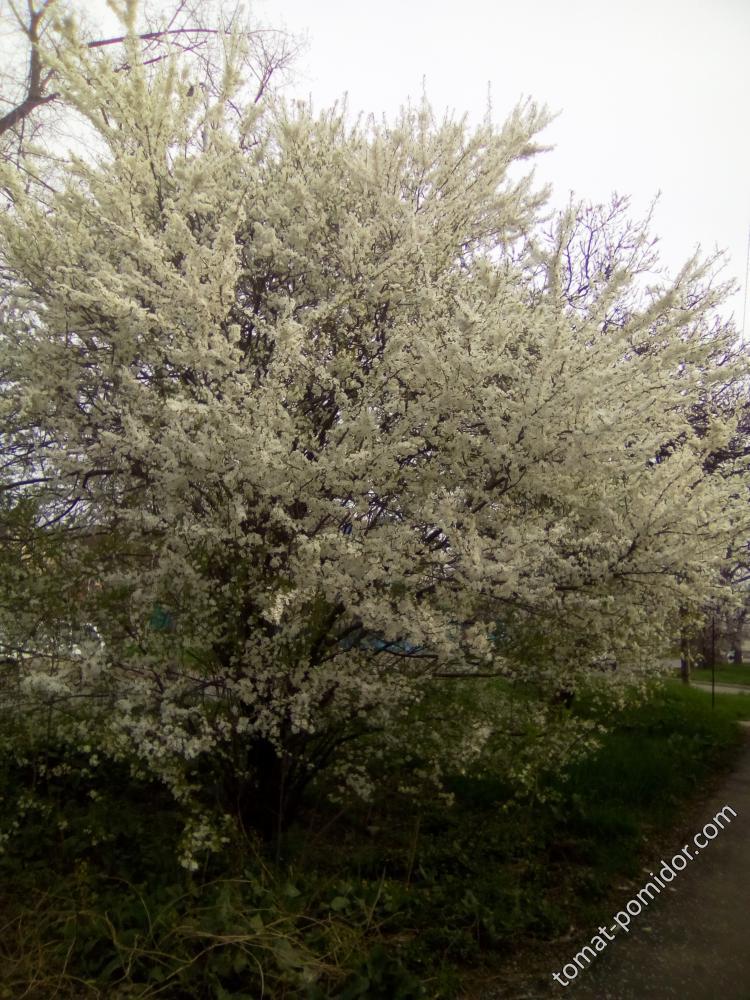 13.04.2018 г.Цветёт алыча