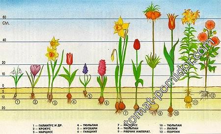 Первоцветы