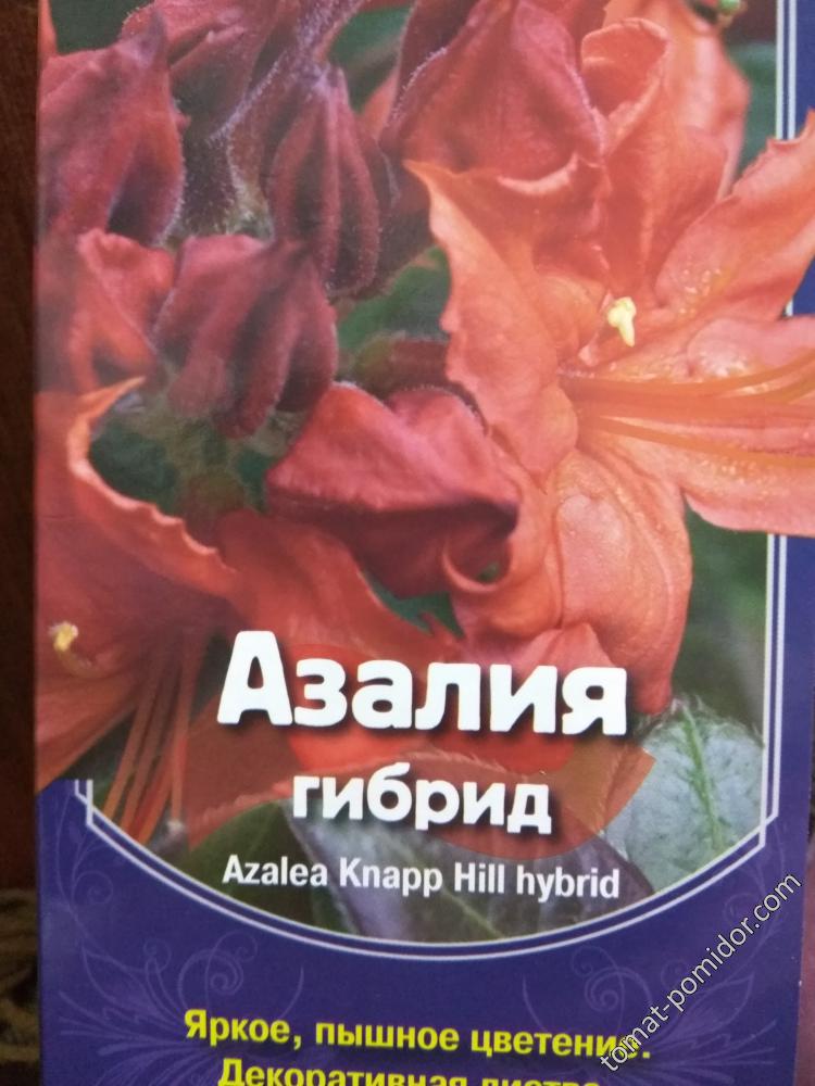 Азалия