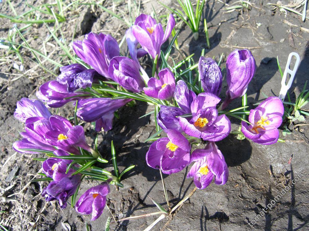 15 апреля. Крокусы крупноцветковые