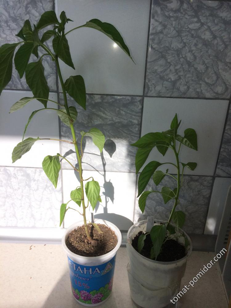 Бараний Рог 15,04,18