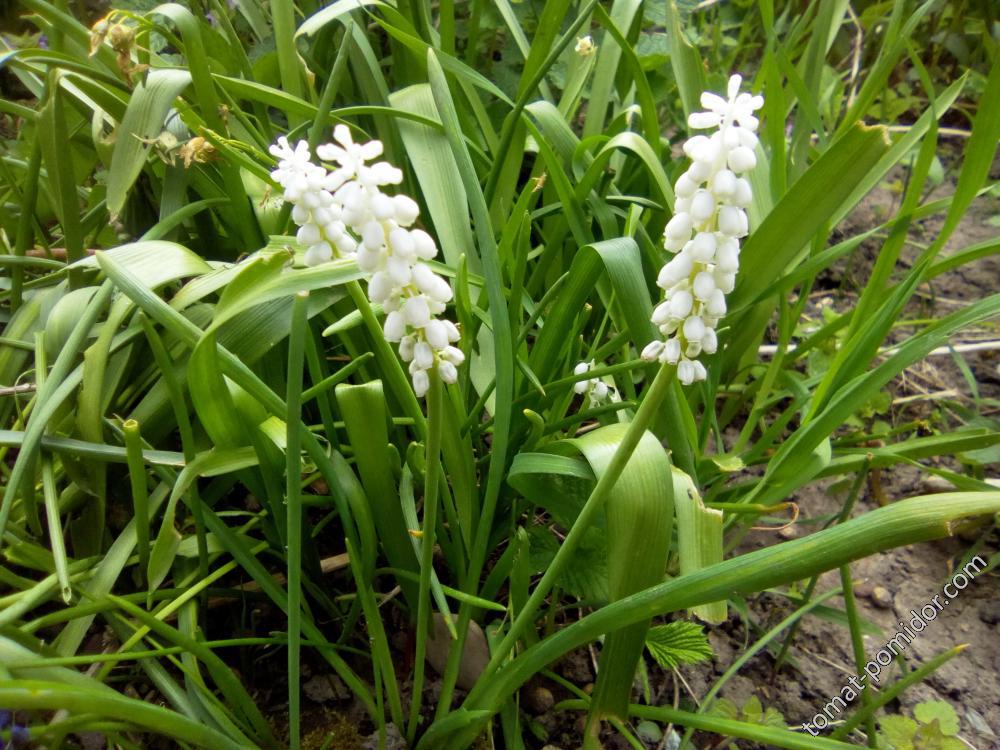 23.04.2018 г.Мускари