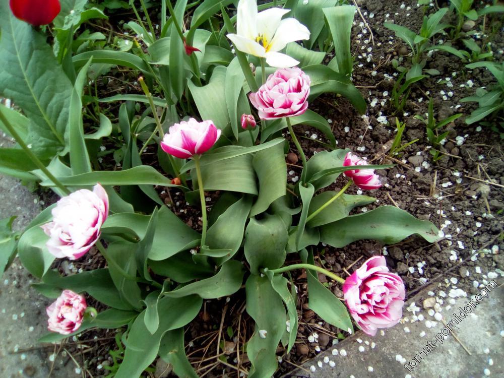 23.04.2018 г.Тюльпаны