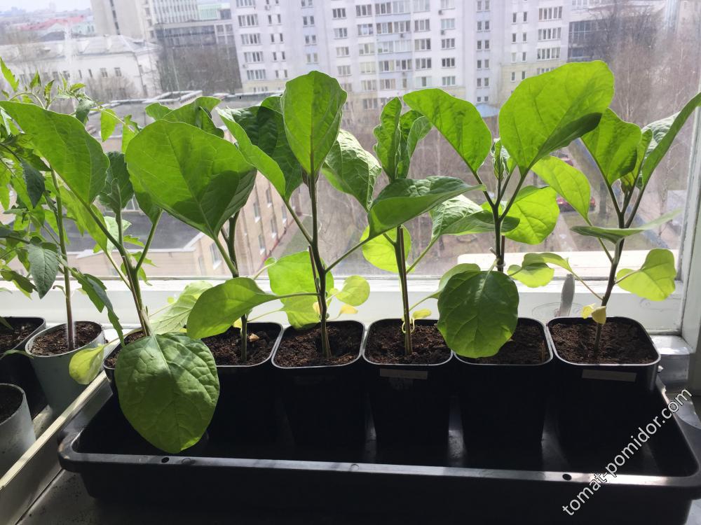 Баклажаны 16.04.2018