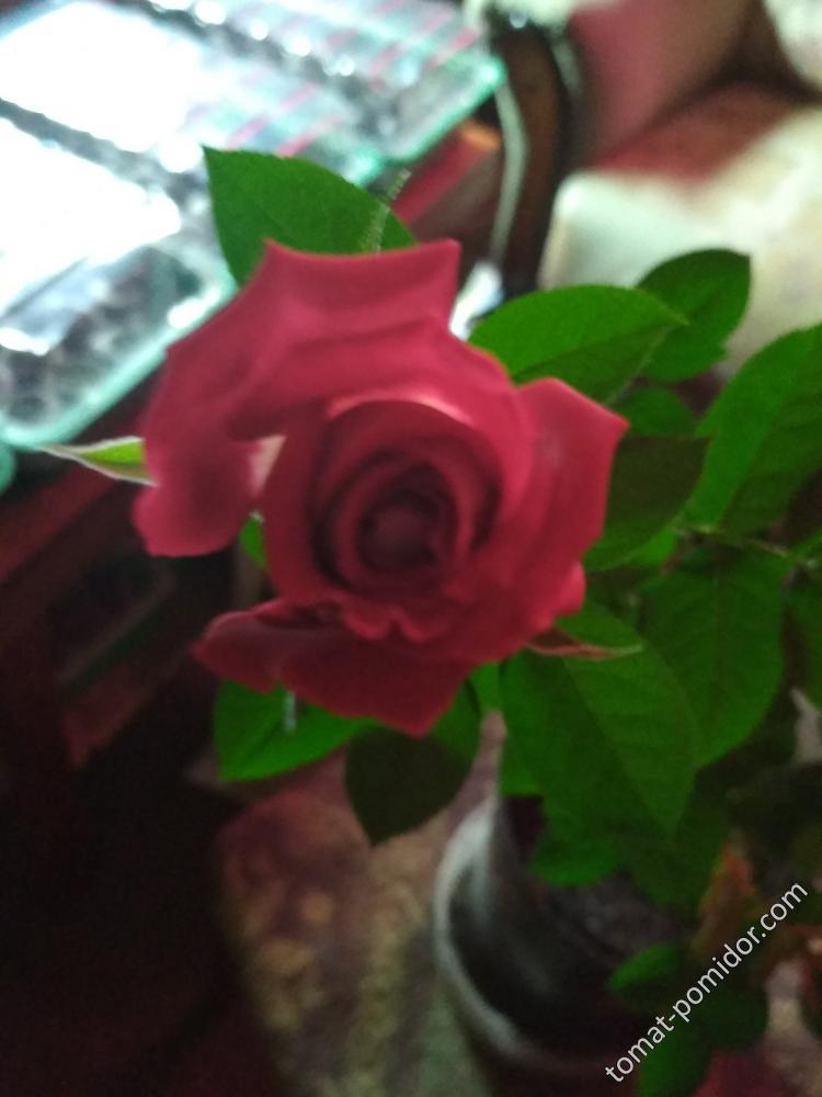 Роза 1