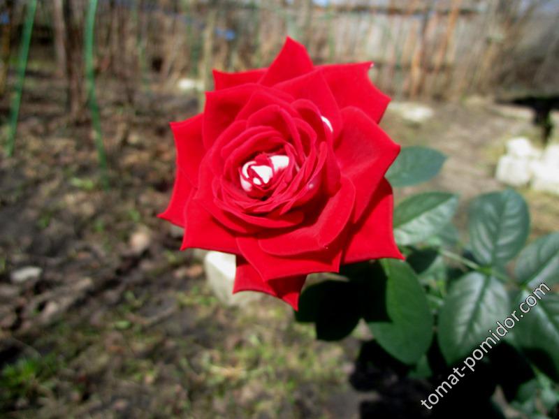 роза 5