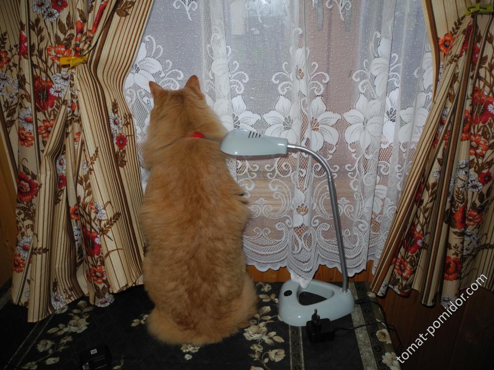 Барсик смотрит любимый телевизор, показывает соседских кошек)
