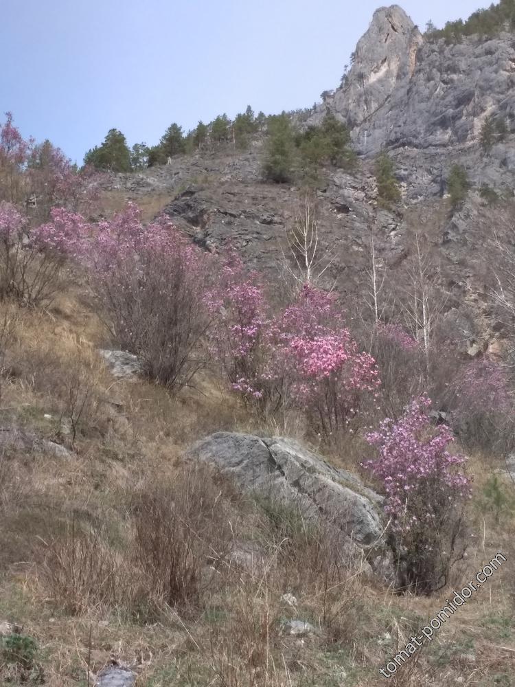 На Алтае цветет маральник (рододендрон Ледебура)