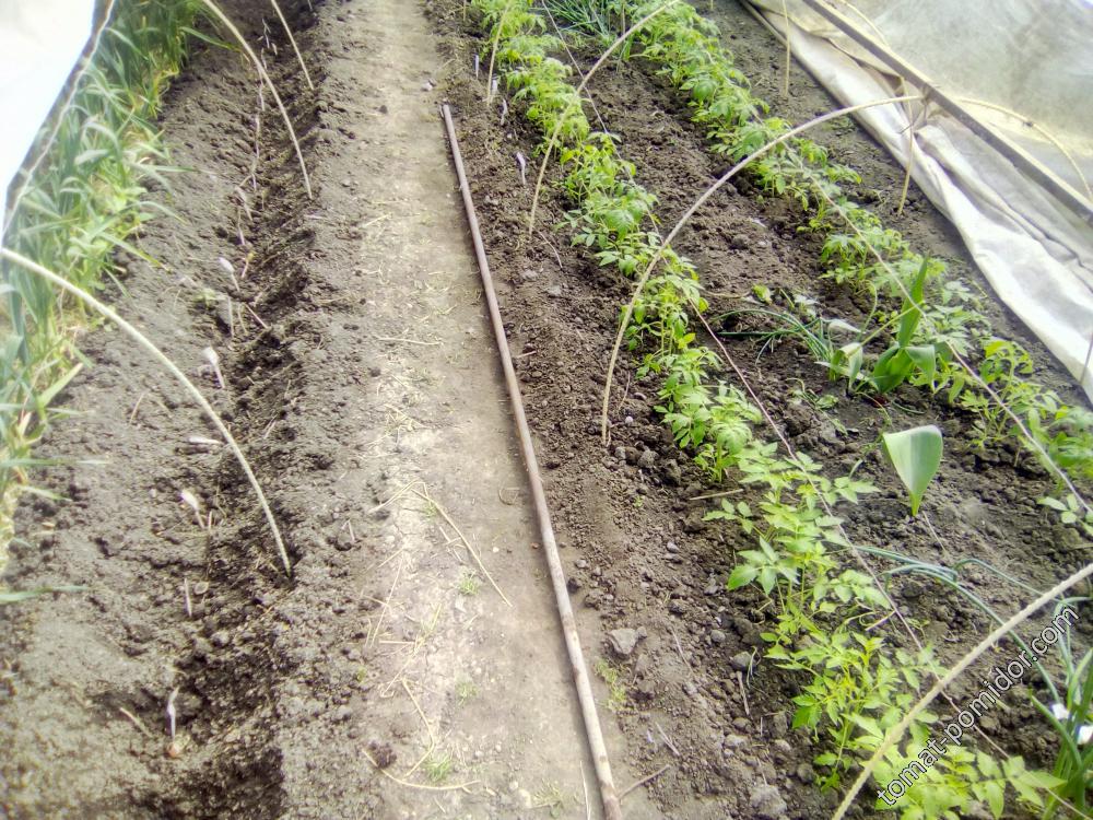06.05.2018 г. Подготовленный ряд для посадки рассады томатов