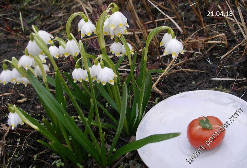 Июньский созрел 21.04.18