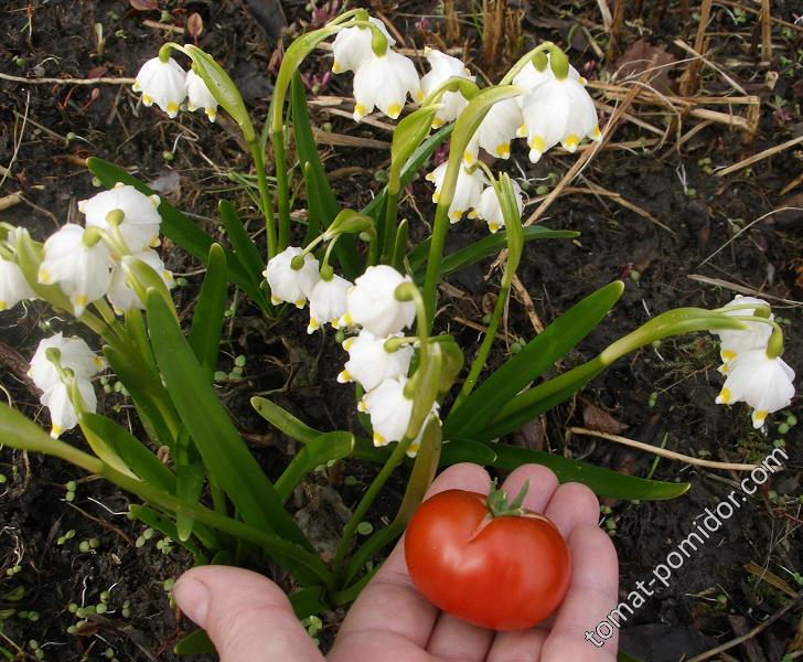 Июньский созрел 21.04.18