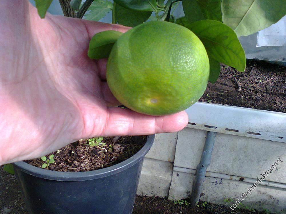 мандарин крупноплодный