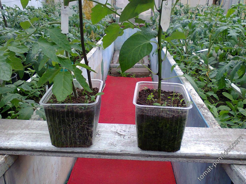 томаты, посеянные в начале марта и перец посева конца января