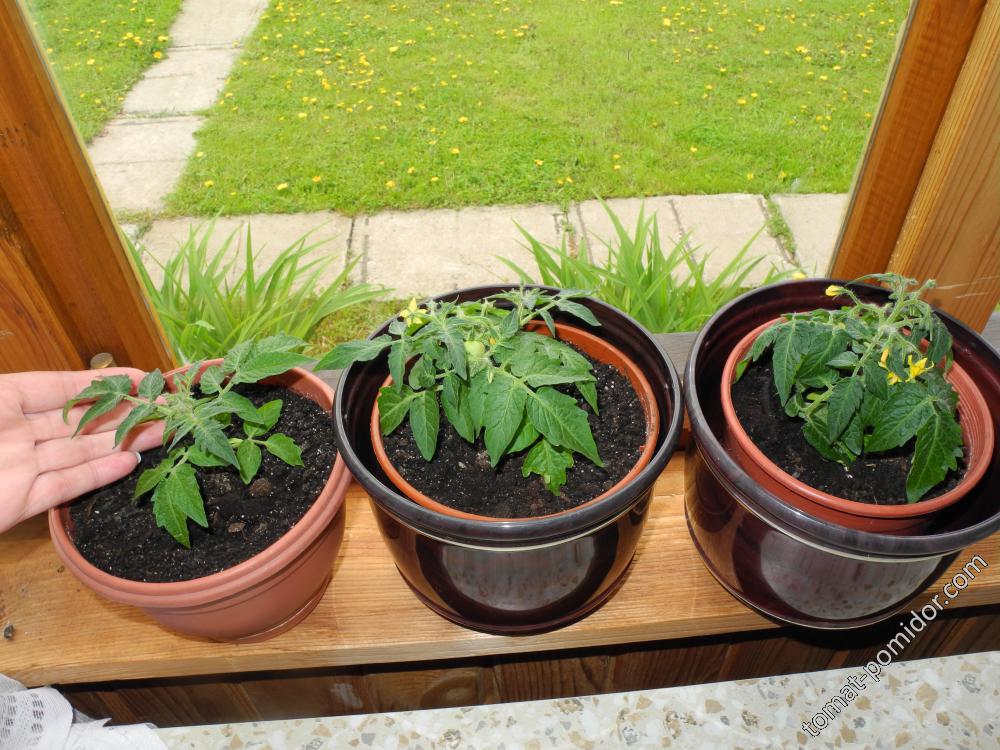 14 мая, мини-томаты, слева -с Чесночной фермы, справа 2шт Беби