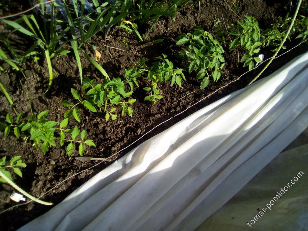 Рассада томатов,выращенная посевом семян в грунт под укрывной 24.03.2018