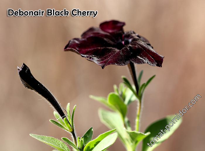 Debonair Black Cherry