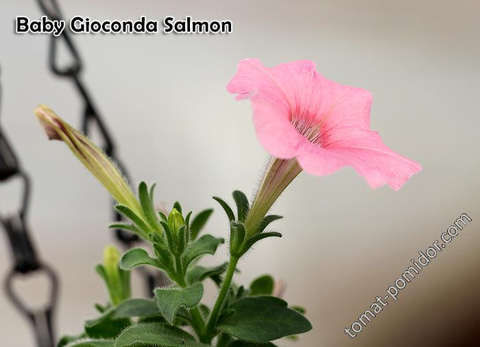 Baby Gioconda Salmon