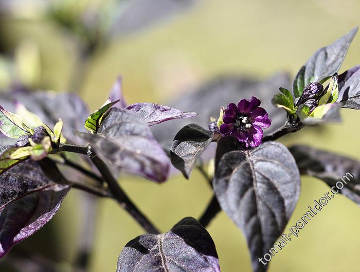 purple flash pepper