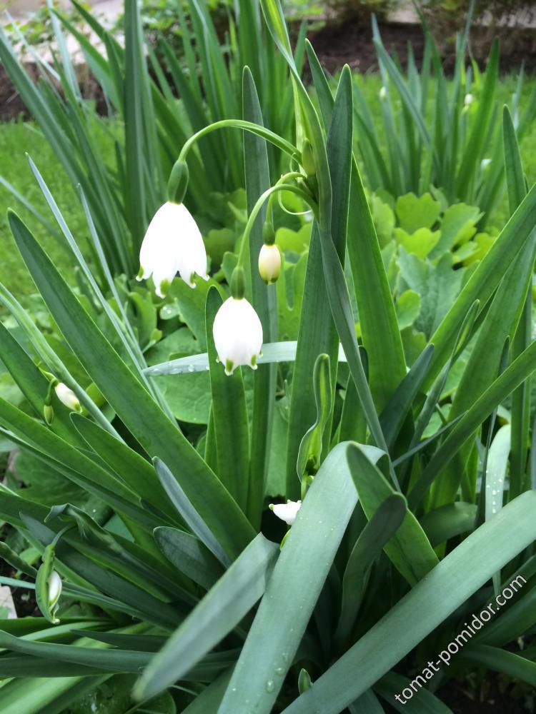 Leucojum vernum