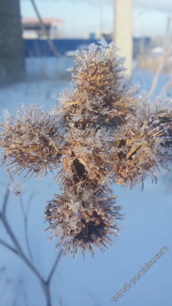 зимний репейник