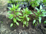 thumb_20504-190518015032.jpeg