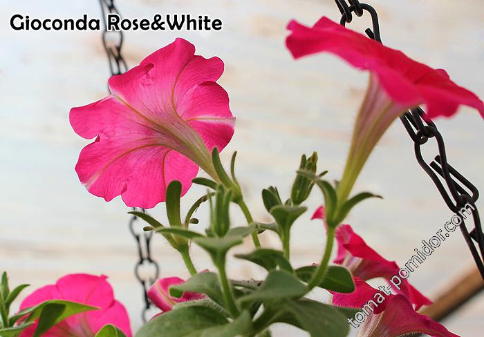 Gioconda Rose&White