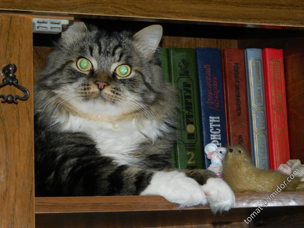 Наш кот ученый. Люблю я книжки почитать