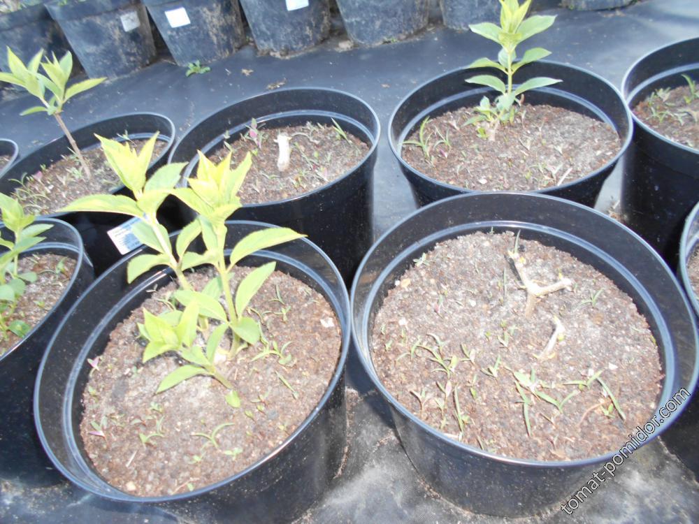 На 3 грядки посадили 27 луковиц тюльпанов. Теплица для саженцев гортензии.