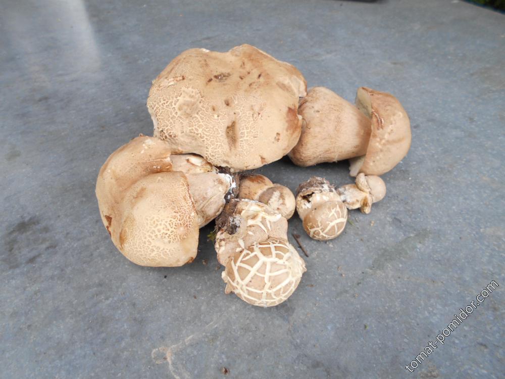 Первые белые грибы