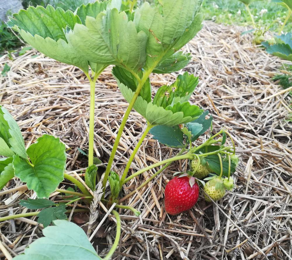 Первая клубника - 7.06.18г.