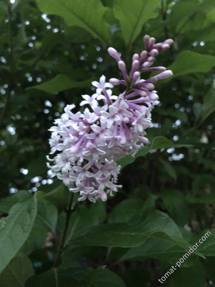 На именины расцвела сирень (Венгерка)