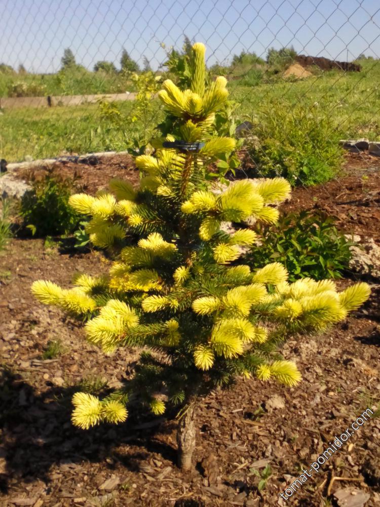 Ель колючая Майголд Picea pungens Maigold