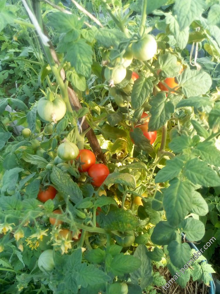 томаты ранние