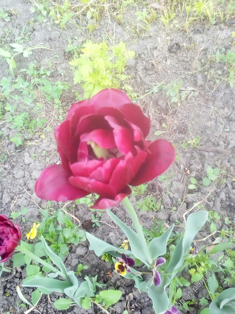 тюльпан 4