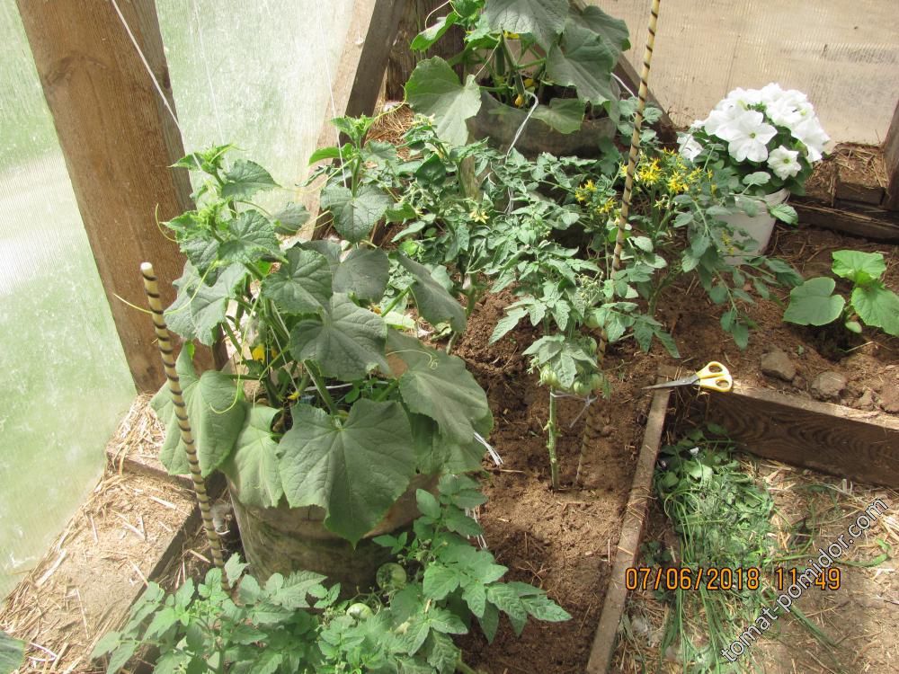 размещение огурцов и томатов,на ранний урожай,в теплице