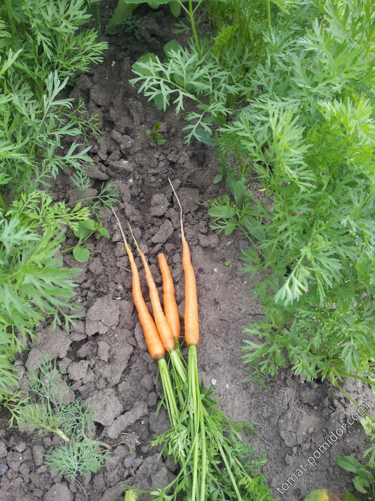 Ранняя морковь.