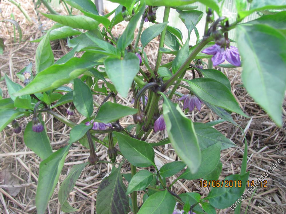 Jalapeno purple