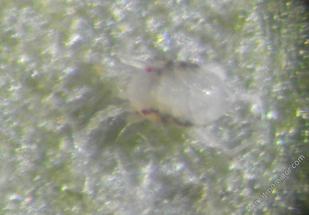 клещ на листе томата в микроскоп