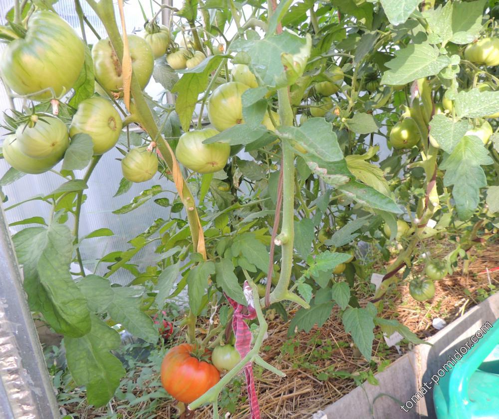 Первый красный помидор