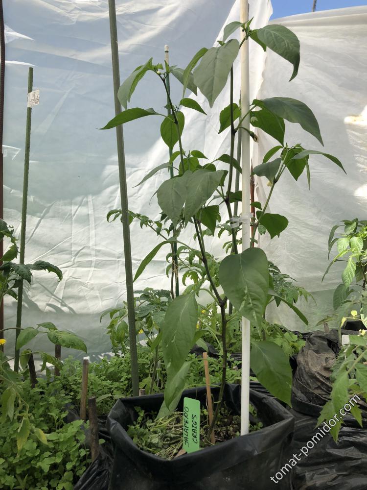 Jalapenjo Craig&#039;s Grant от LanaD 13 мая