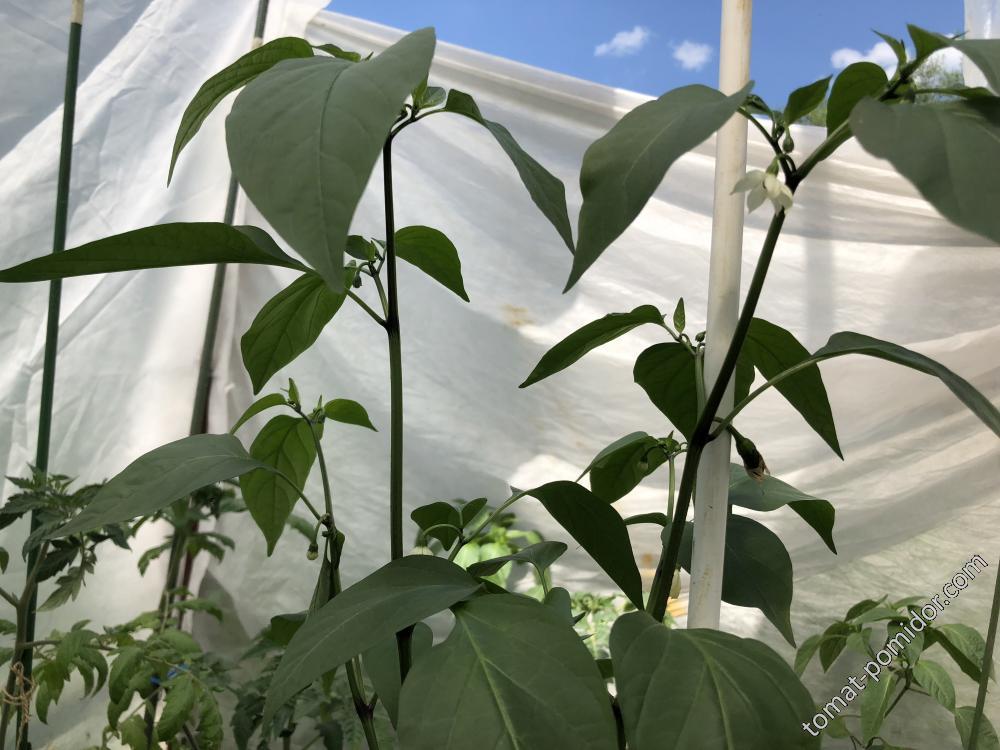 Jalapenjo Craig&#039;s Grant от LanaD 13 мая