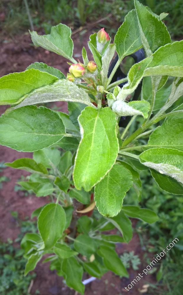 Яблони из Хатунского питомника