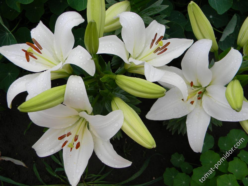 Лилия ЛА-гибрид Арахон Lilium LA hybrid Arcachon