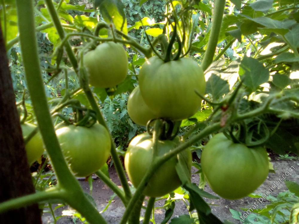 30.06.2018 г.Ваше благородие