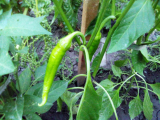 thumb_20504-010718145310.jpeg