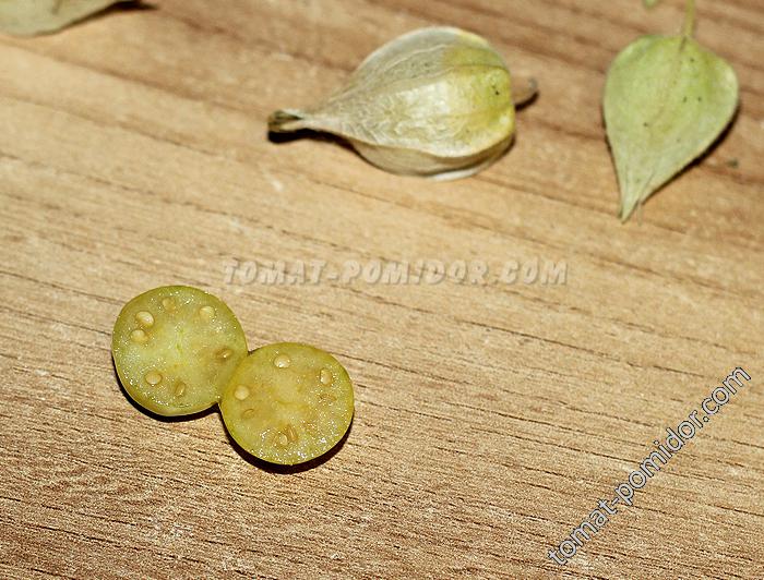 Aunt Molly’s Ground Cherry