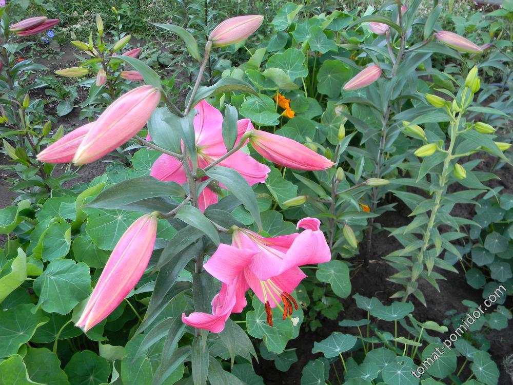 Лилия O.T. (Lilium O.T. Guardia)Гуардия