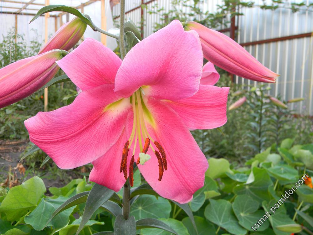 Лилия O.T. (Lilium O.T. Guardia)Гуардия