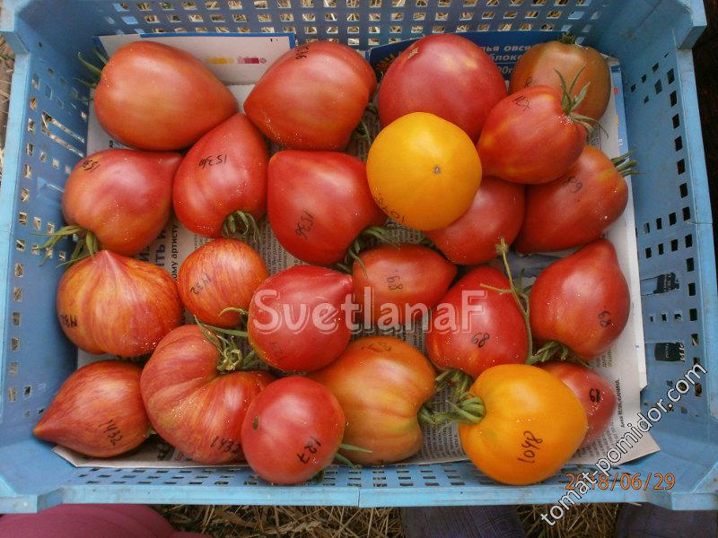 томаты 29-06-18