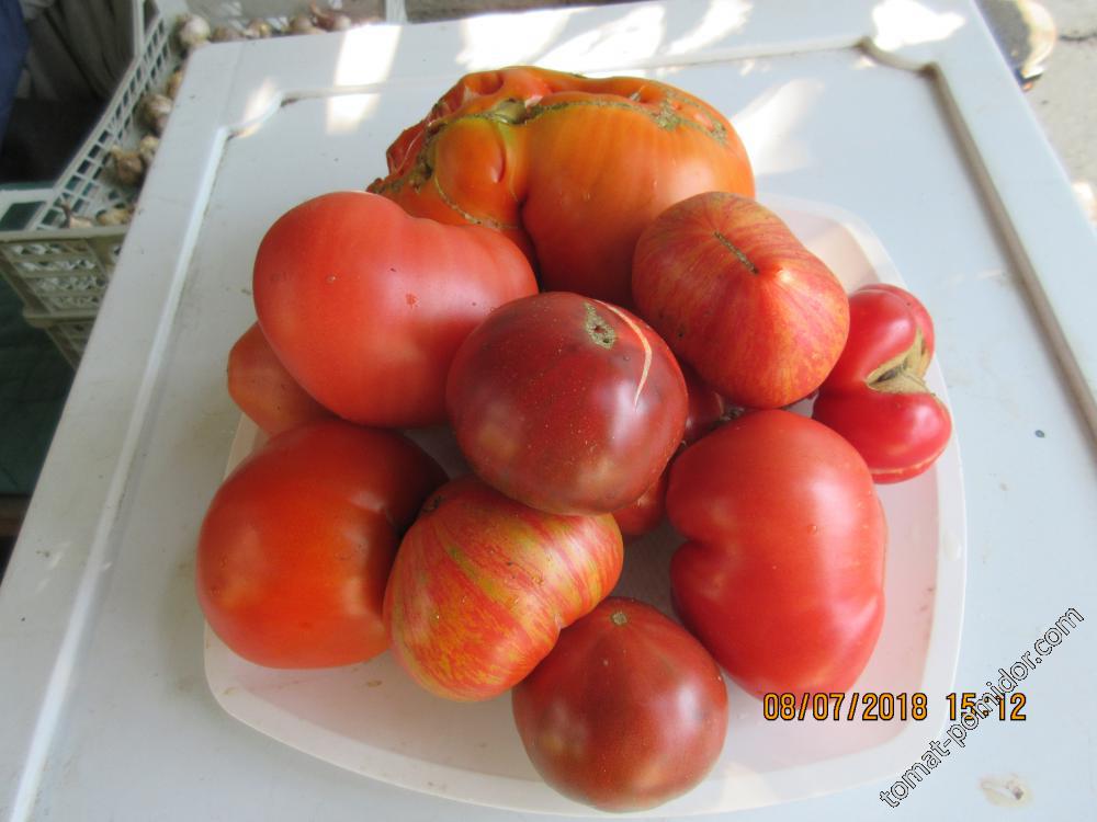 Первые вкусные помидорки
